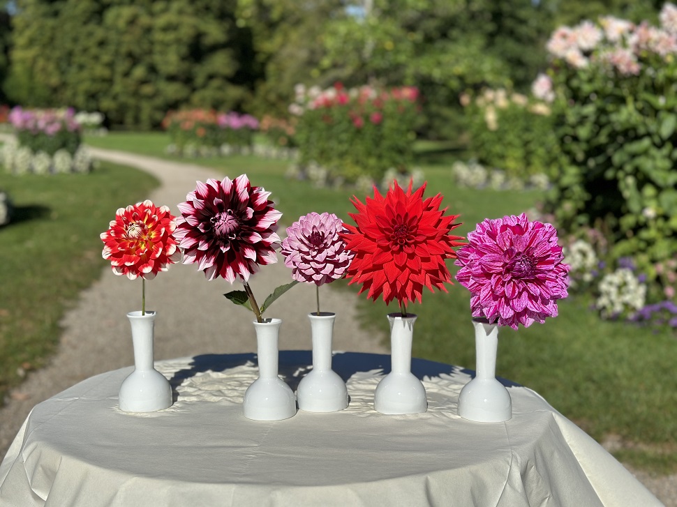 Fünf Dahlien stehen in Vasen auf einem Stehtisch im Dahliengarten. 